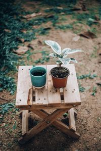 Close-up of small potted plant in pot