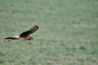 Close-up of eagle flying
