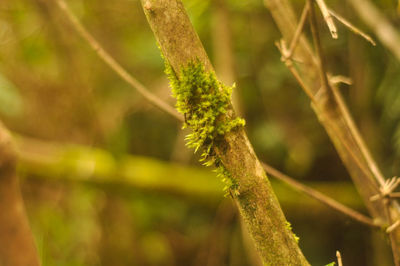 Close-up of plant