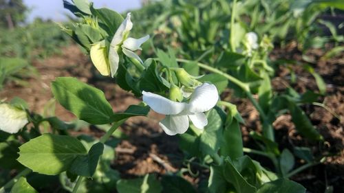 Close-up of white flowers blooming outdoors