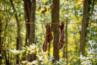 Close-up of clothes hanging on clothesline in forest