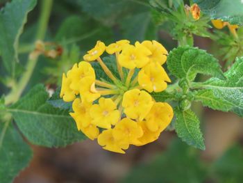 Close-up of yellow flowers