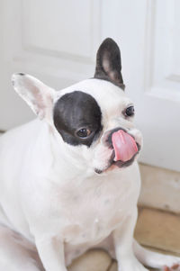 Close-up of dog sticking out tongue at home