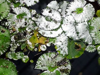 Close-up of white flowering plant