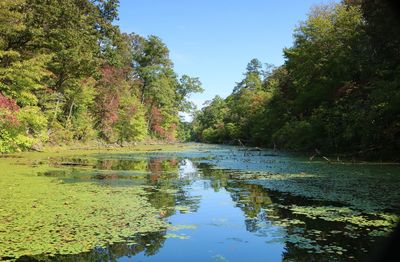 Scenic view of lake in forest against sky