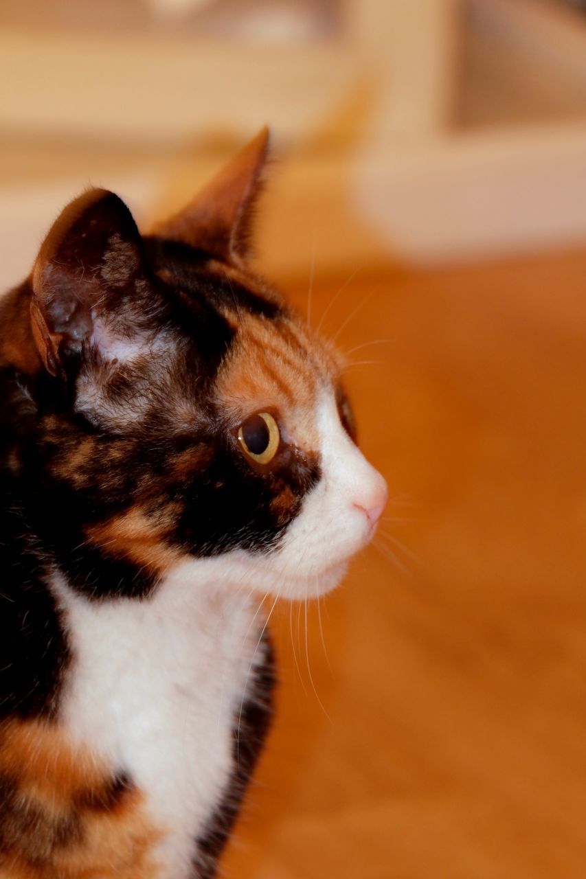 one animal, pets, animal themes, domestic animals, domestic cat, cat, mammal, feline, indoors, whisker, close-up, animal head, focus on foreground, looking away, relaxation, selective focus, alertness, portrait, zoology, animal eye