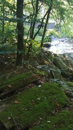 Trees growing in forest