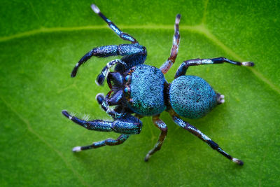 High angle view of spider on plant