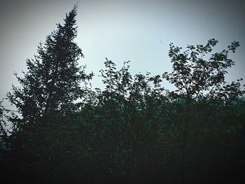 Low angle view of trees in forest against clear sky