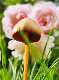 Close-up of mushroom growing on field