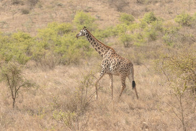 Side view of giraffe standing in a field