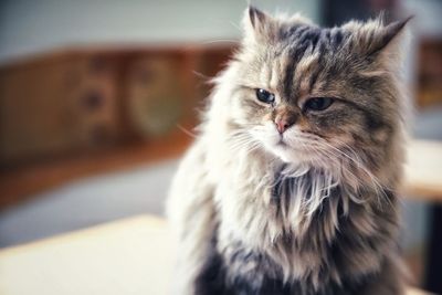 Close-up of cat looking away while sitting at home