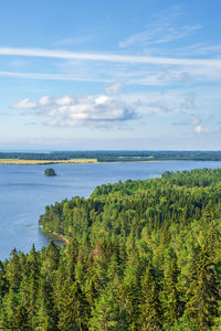 Aerial view of a coniferous woodland by a lake in the summer