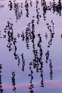 Close-up of plants against sky during sunset