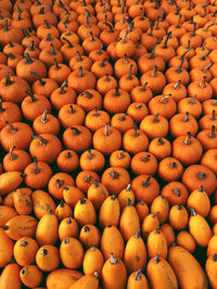 Full frame shot of fruits and pumpkins