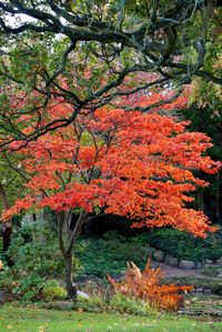 Red flowers growing on tree