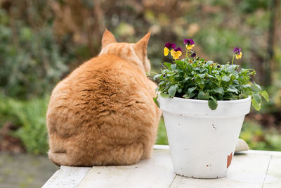 Close-up of ginger cat on potted plant