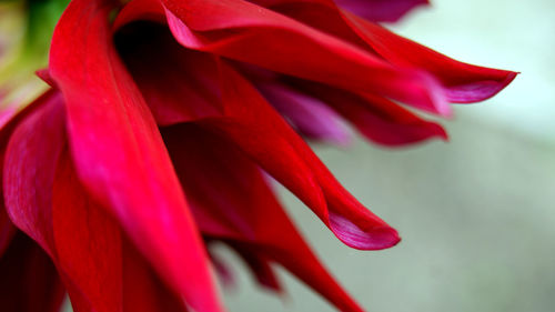 Close-up of red flower