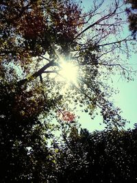 Low angle view of trees against bright sun