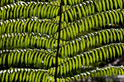 Full frame shot of fern leaves