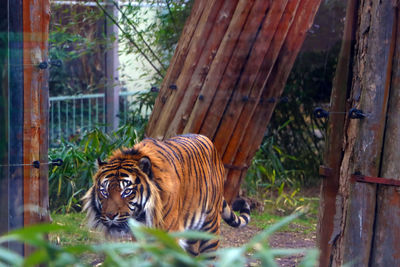 Cat in zoo