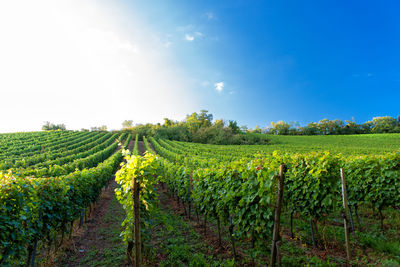 Sunset in a vineyard in hessen germany