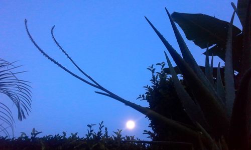 Low angle view of silhouette trees against blue sky