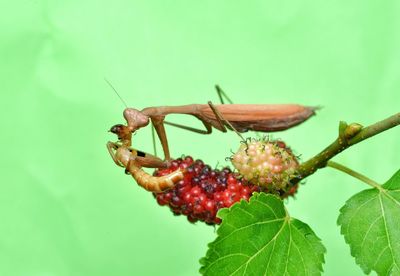 Close-up of insect on plant