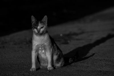 Cat sitting on floor