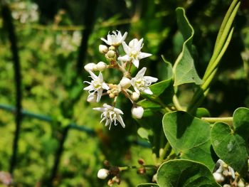 Close-up of white flowering plant