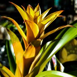 Close-up of yellow flowering plant