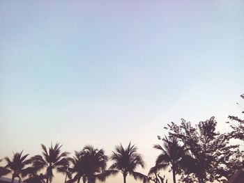 Low angle view of palm trees against clear blue sky