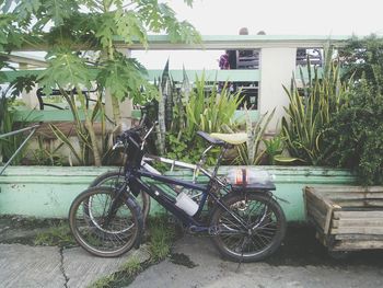 Bicycle parked in front of plants