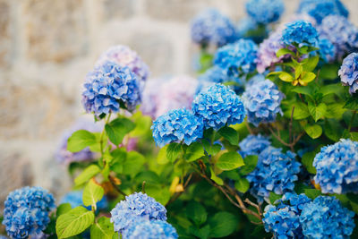 Close-up of blue hydrangea flowers