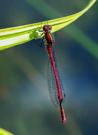 Close-up of a dragonfly