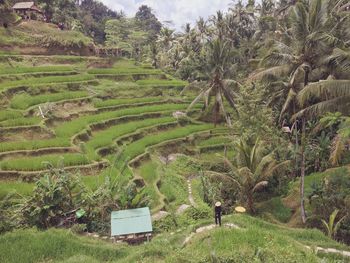 Scenic view of agricultural field