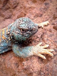 Close-up of lizard