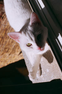 Close-up portrait of a cat