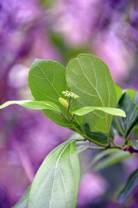 Close-up of green leaves