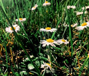 Close-up of flowers blooming on field