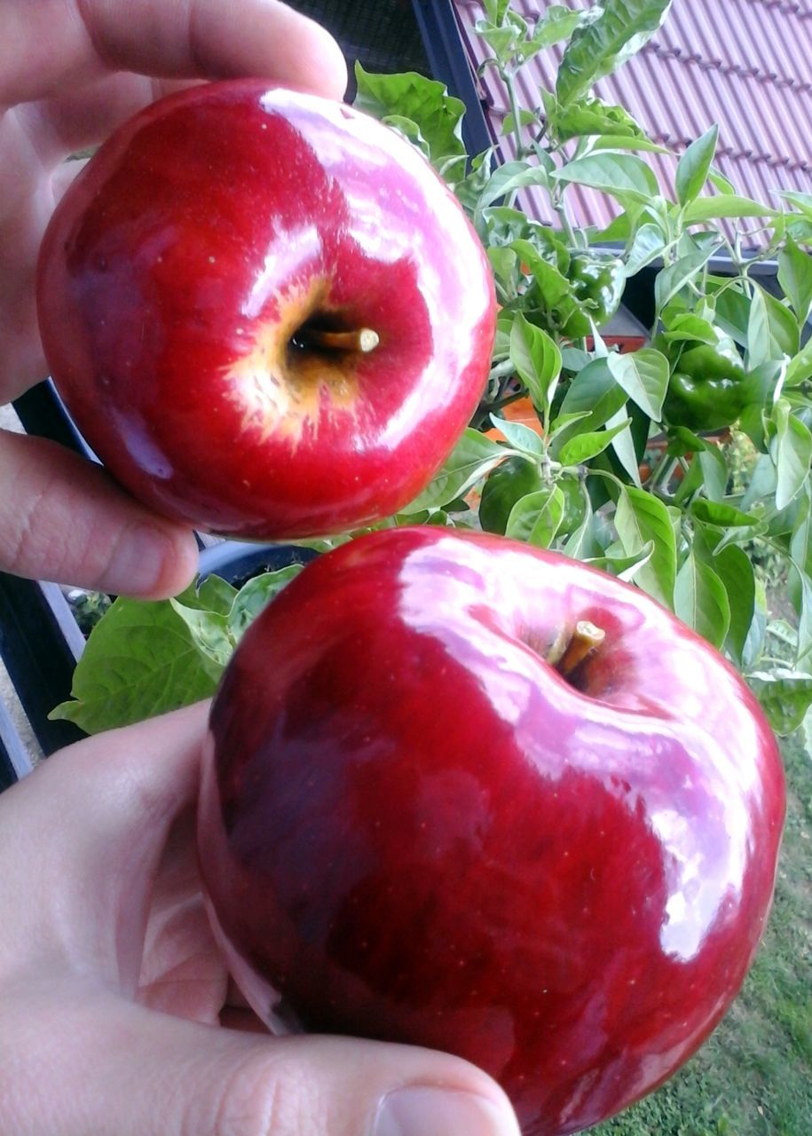 CLOSE-UP OF PERSON HAND HOLDING APPLE