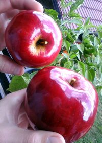 Close-up of hand holding apple