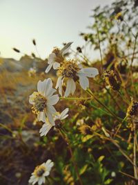 Close-up of white flowers