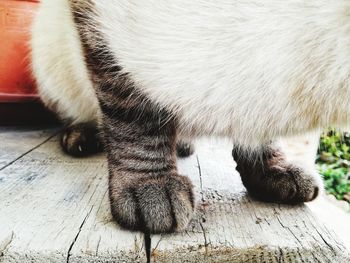 Close-up of a cat