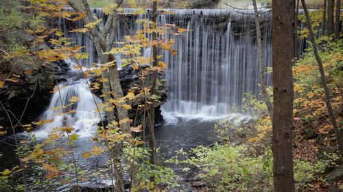 Scenic view of waterfall in forest