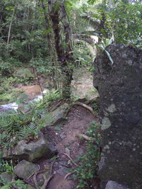 Stream flowing through forest