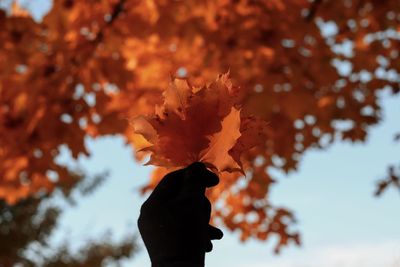 Low angle view of maple leaves on plant during autumn