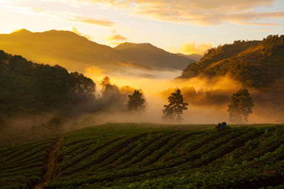 Scenic view of field against sky during sunset