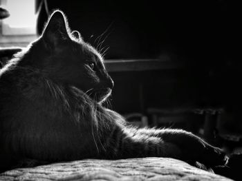 Close-up of a cat looking away