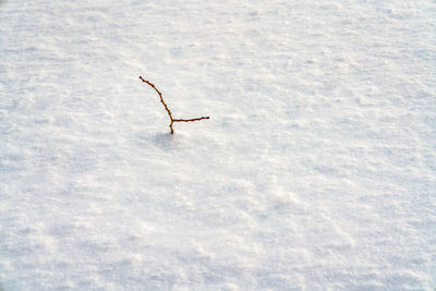 Bird in winter